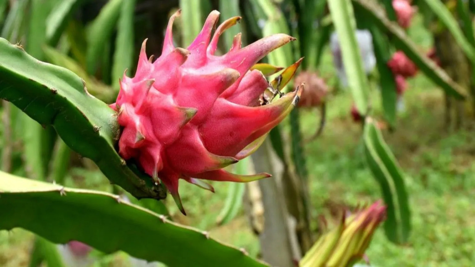Indian farmers bet on dragon fruit for steady profits and sustainability