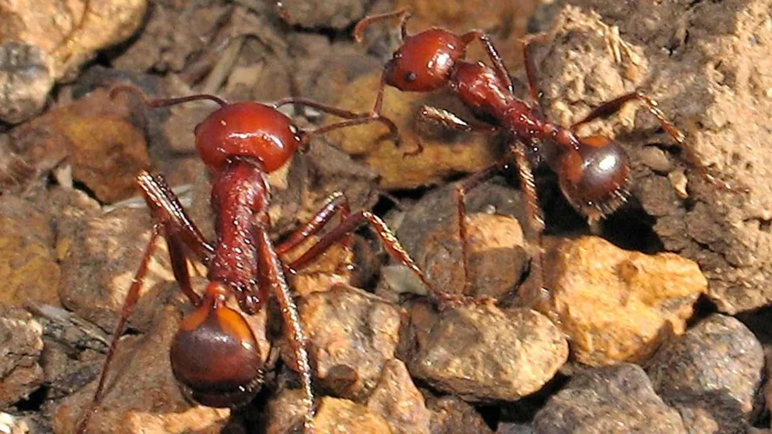 Kenya's flying ant trade fuels global black market for exotic pets
