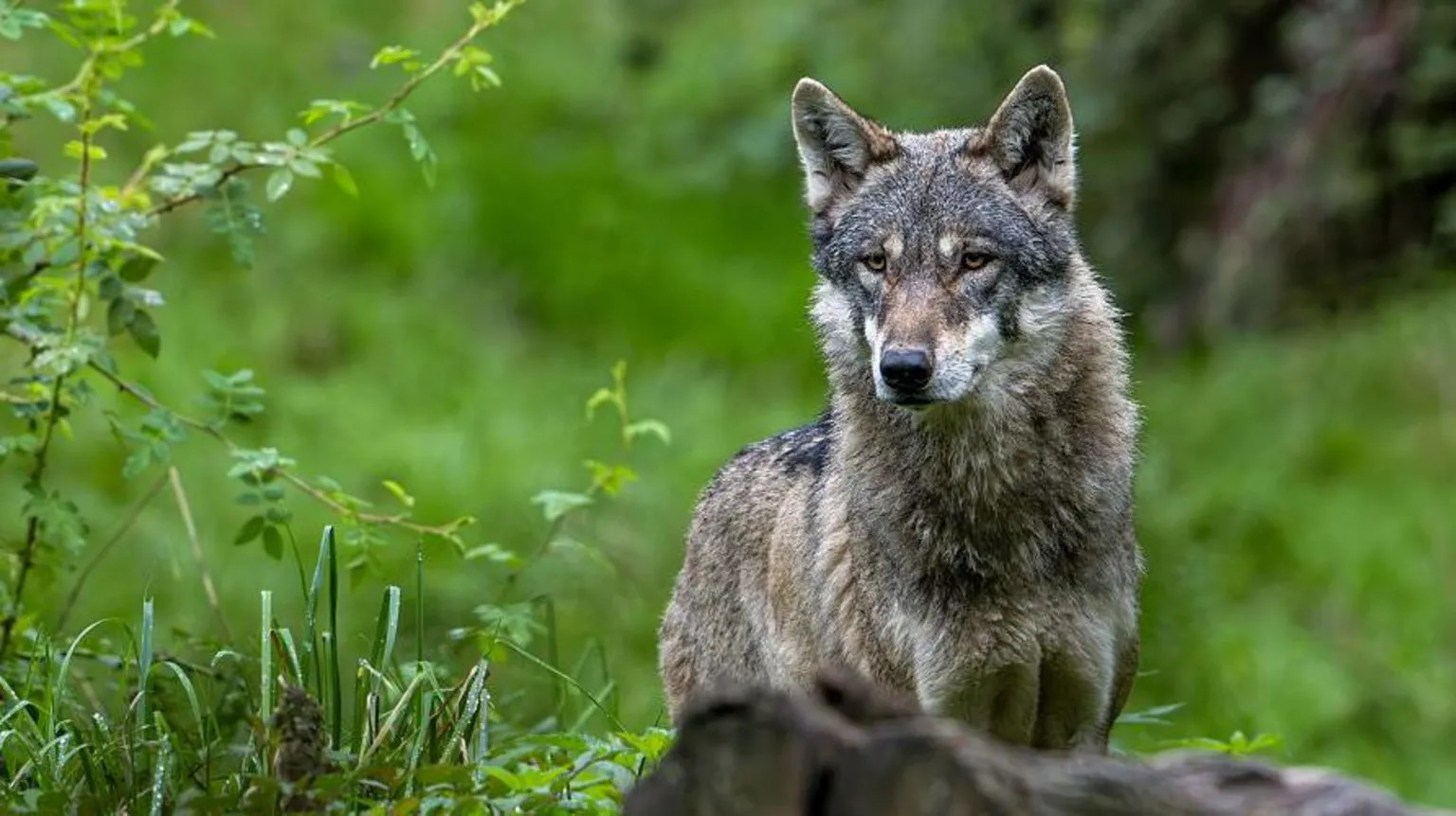 Wolf bites woman in central Hamburg shopping street