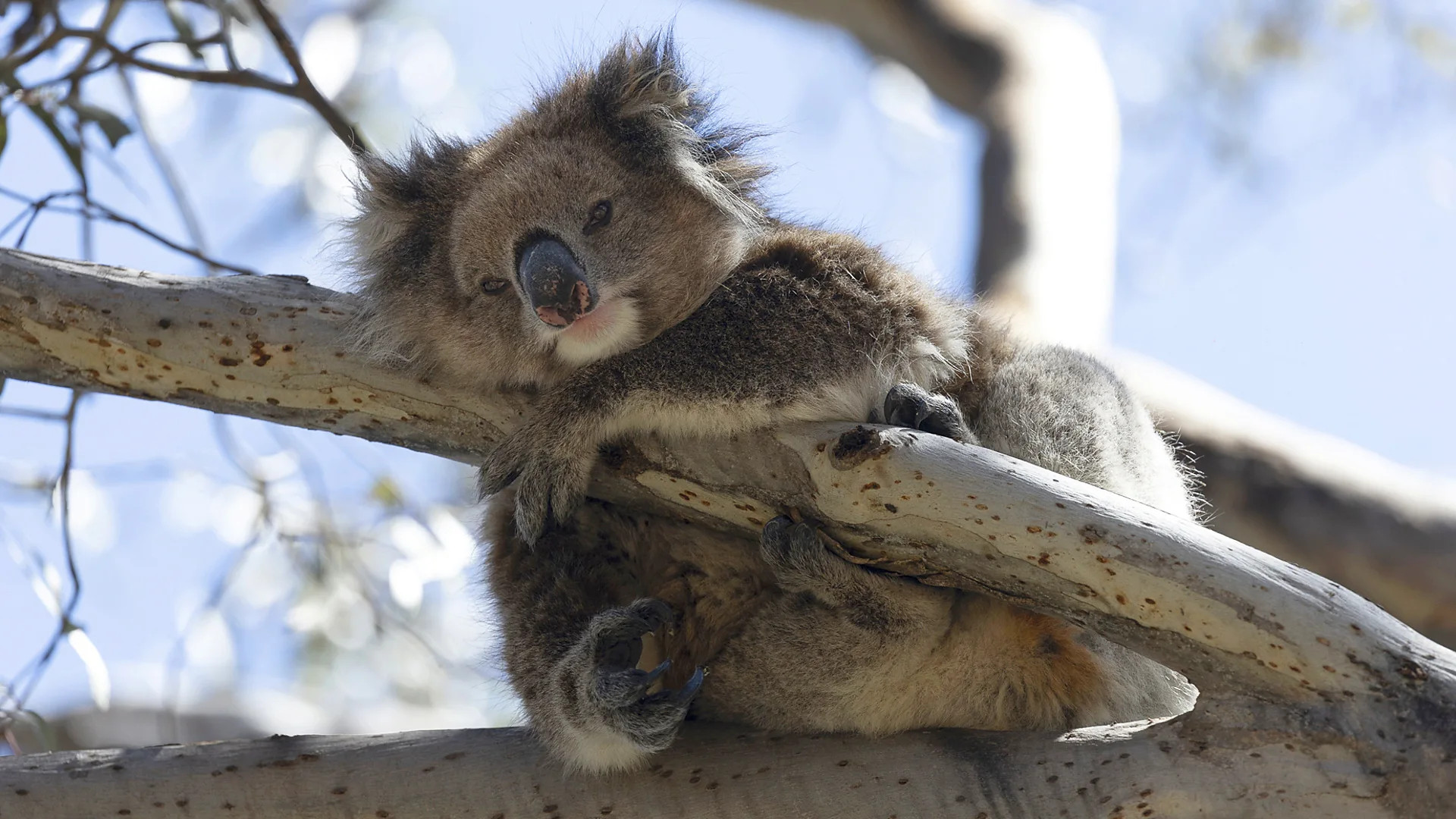 Scientists race to save inbred, disease-free koalas on Kangaroo Island