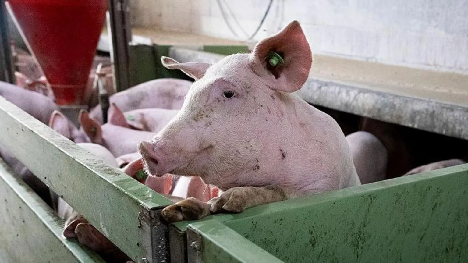 African Swine Fever outbreak threatens Spain's €25bn pork industry