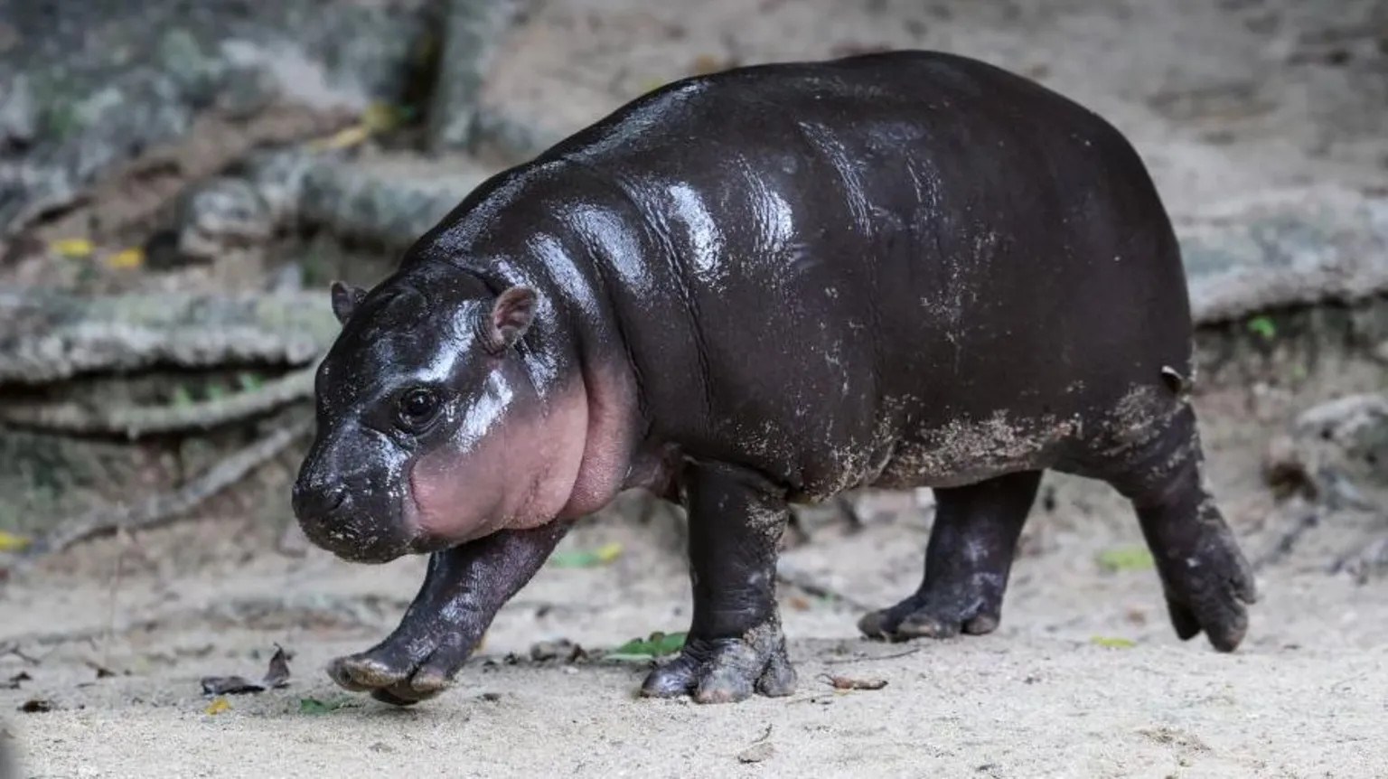 Thai court fines man $300 for breaking into viral pygmy hippo's enclosure