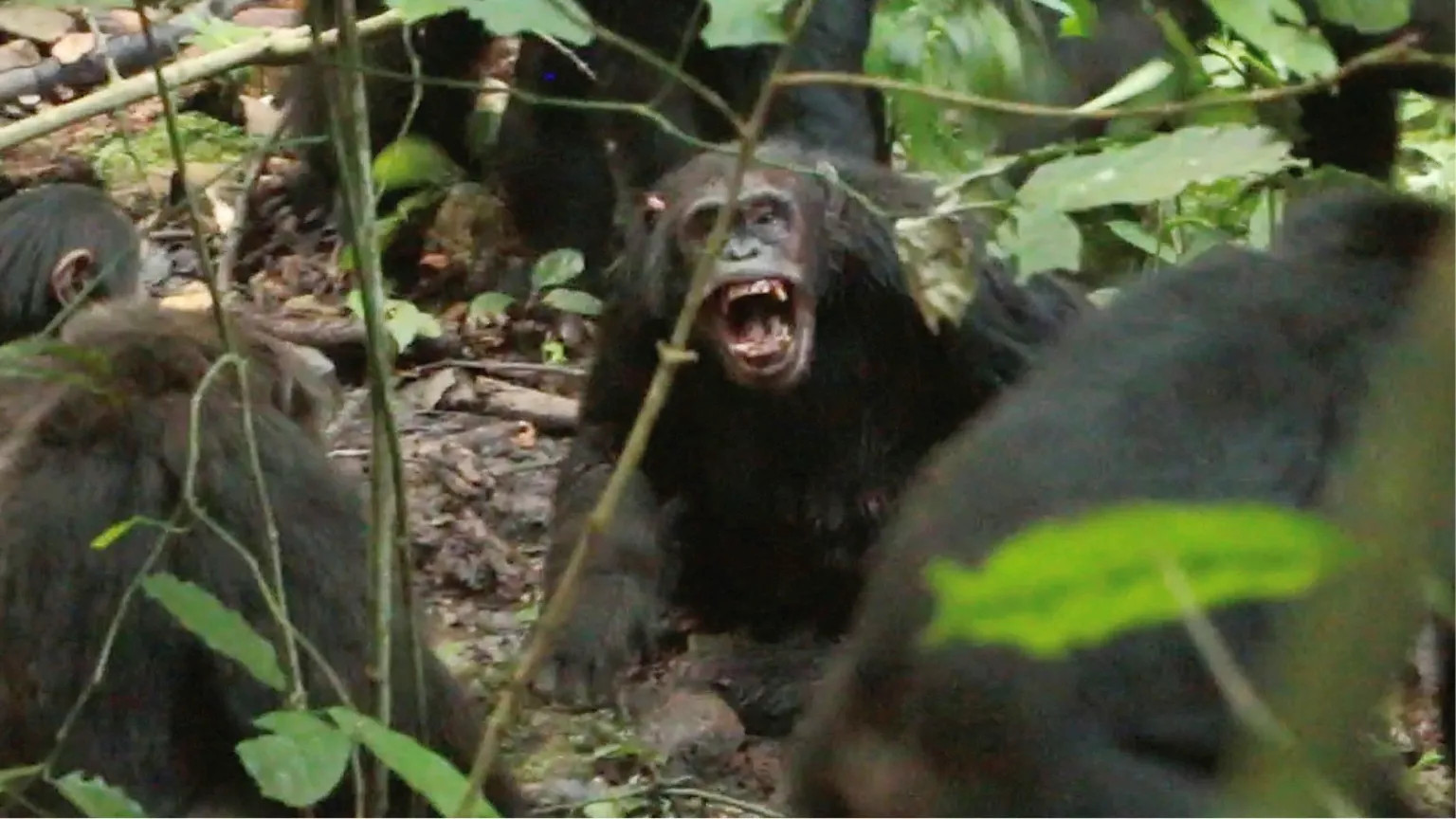 Eight-year chimpanzee 'civil war' stuns researchers in Uganda