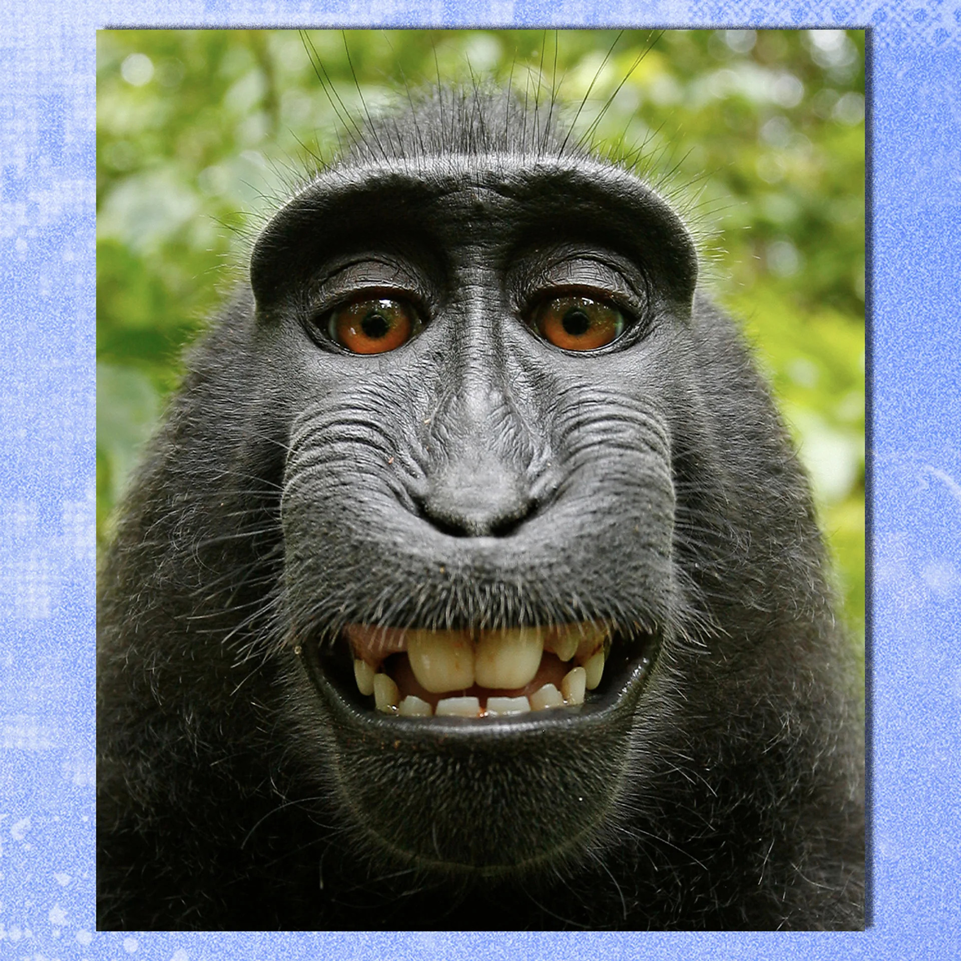 Monkey selfie sparks decade-long legal battle over AI and copyright