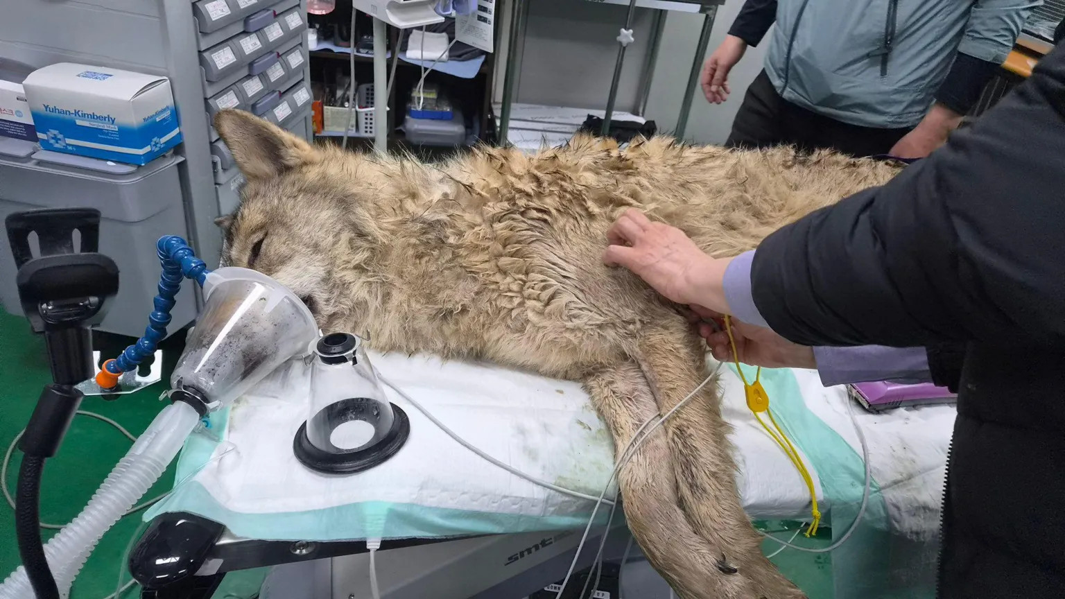 Escaped zoo wolf Neukgu safely recaptured after nine-day manhunt in South Korea