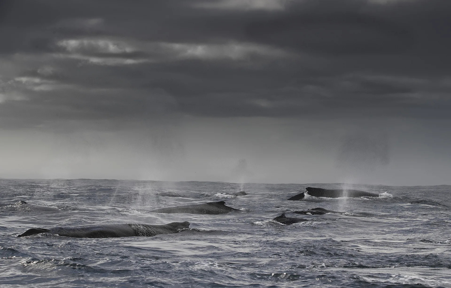 Record 304 humpback whales spotted in single day off South Africa