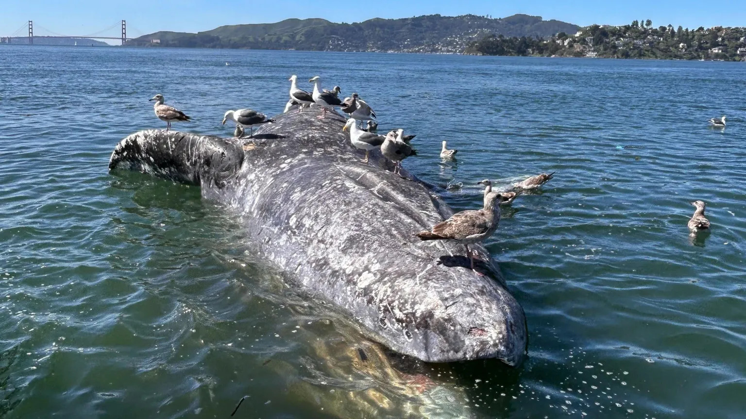 Gray whales in San Francisco Bay face rising deaths amid climate shifts