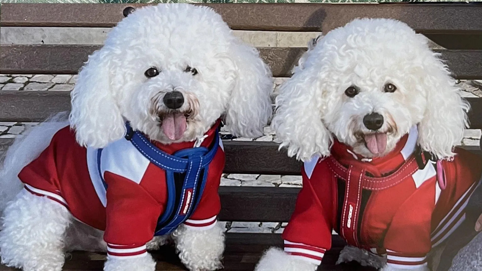 UK pet owners face costly new EU travel rules for animals