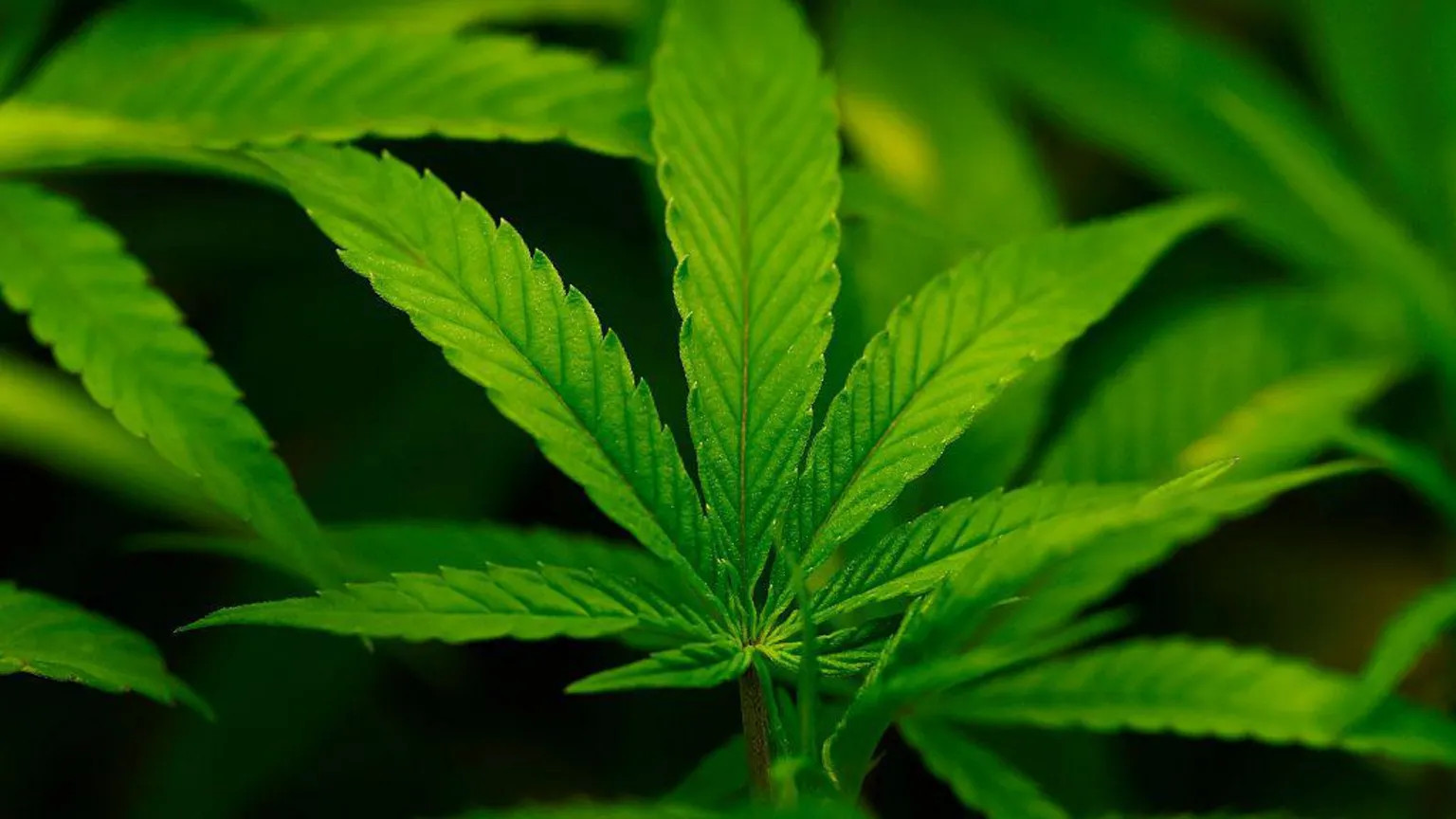 US reclassifies cannabis as less dangerous in historic policy shift