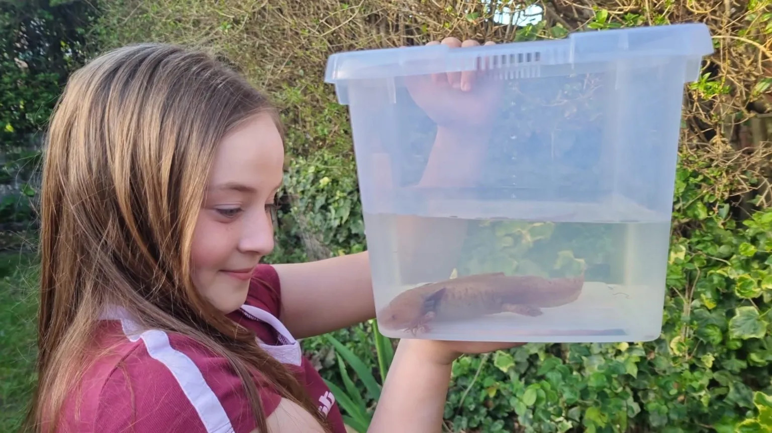 UK's first wild axolotl found by 10-year-old in Welsh river