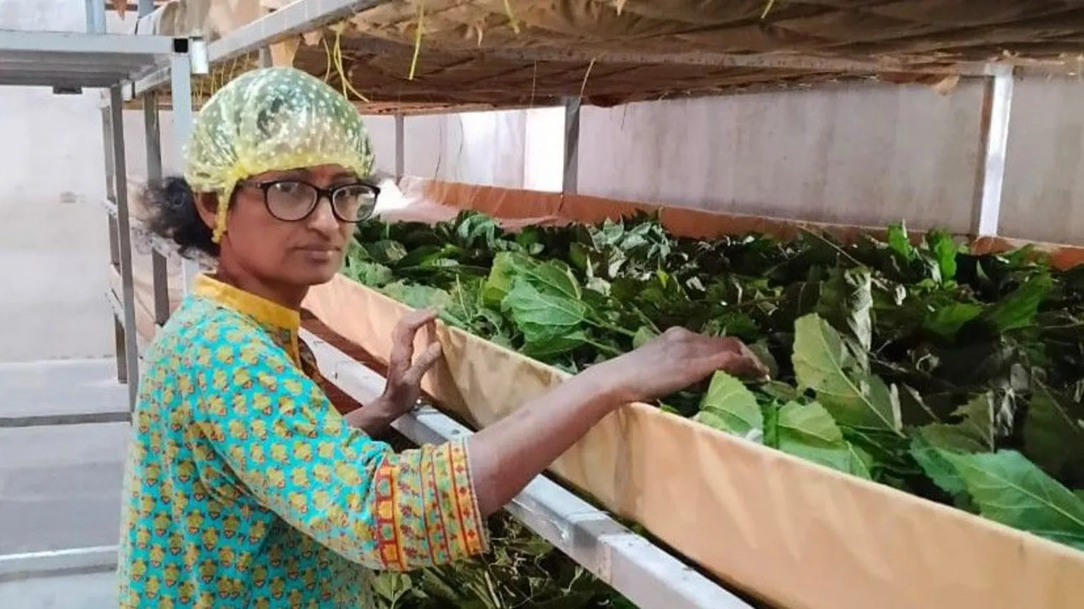 From lab to farm: How science is reshaping India's silk industry
