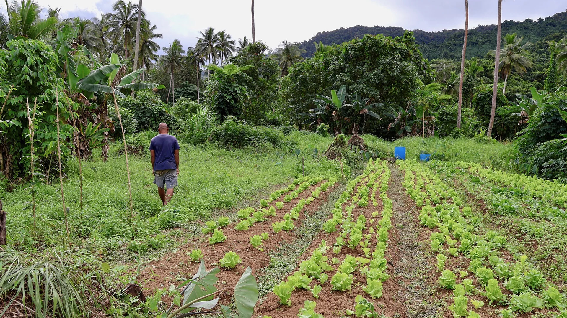 Fijian farmers rely on nature's signals to forecast hurricane season