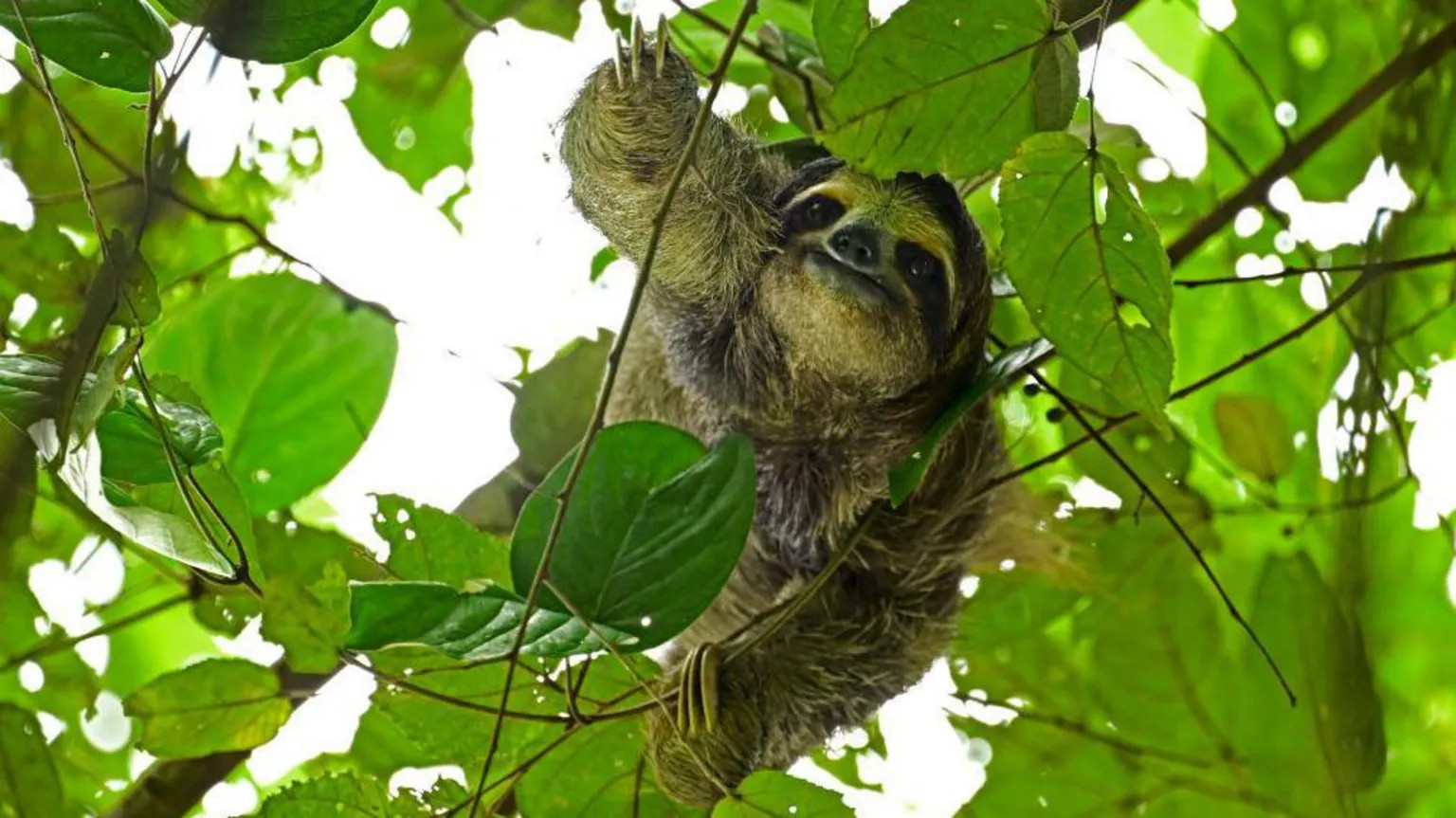 Thirty-one sloths die ahead of Florida slotharium opening