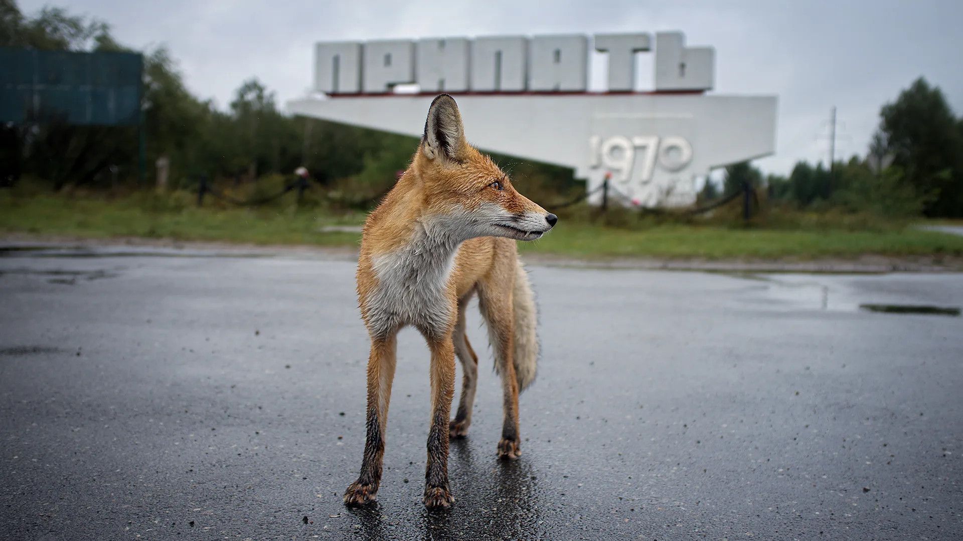 Chernobyl's wildlife 40 years on: adaptation, debate, and unexpected resilience