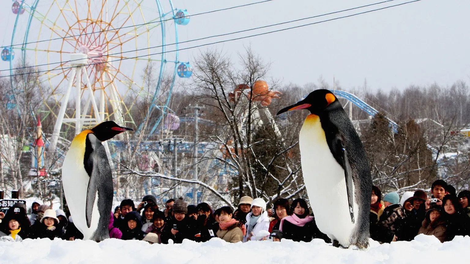 Asahiyama Zoo delays reopening after employee confesses to disposing wife's body