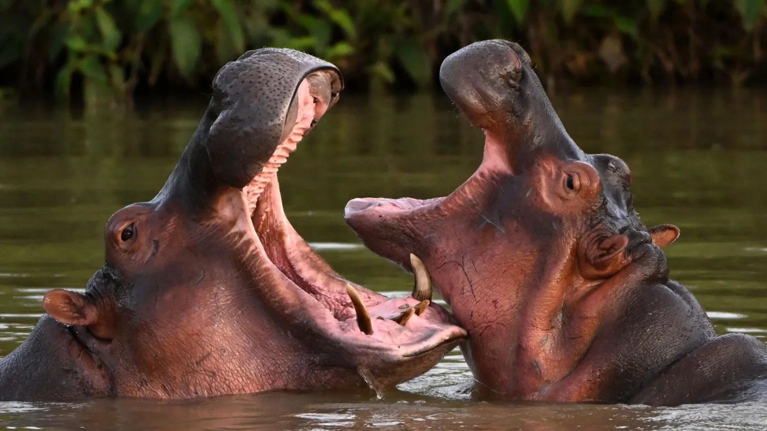 Indian billionaire's son offers to relocate Colombia's 'cocaine hippos'