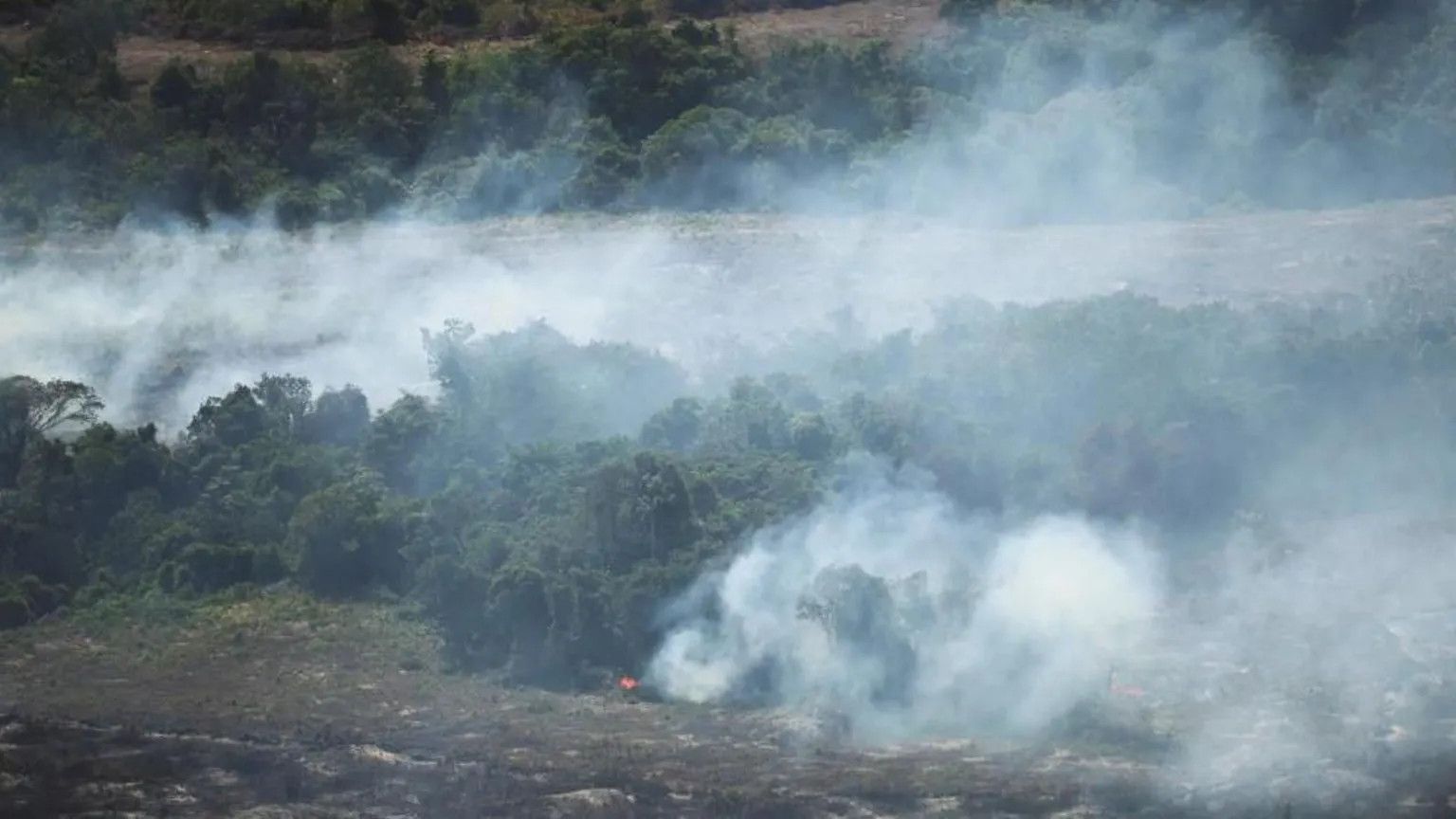 Tropical deforestation drops 36% in 2025, Brazil leads decline