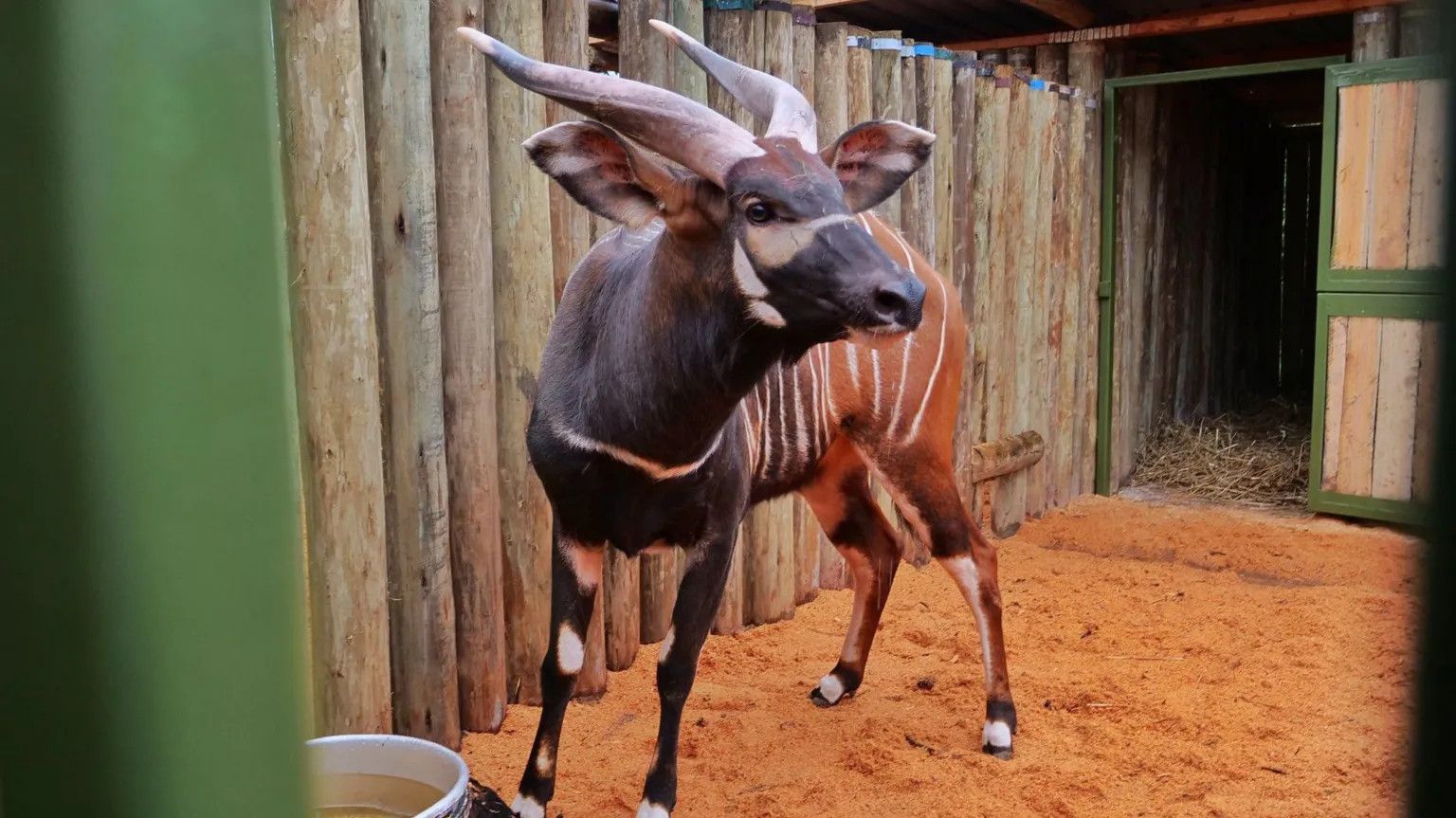 Rare mountain bongos return to Kenya in conservation milestone