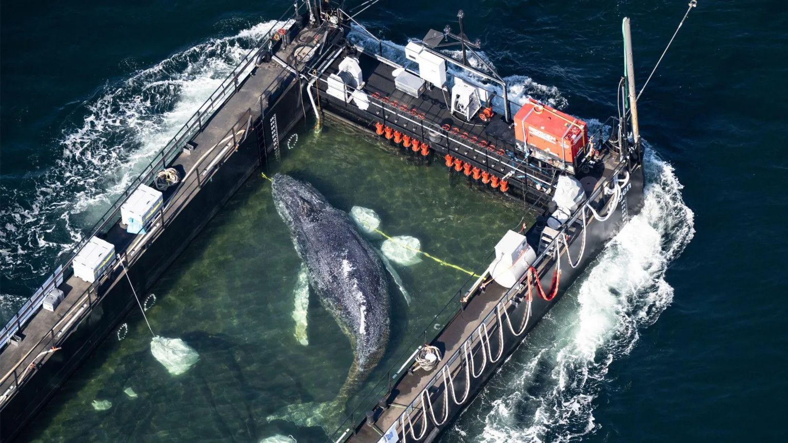 Rescued humpback whale leaves German waters aboard barge