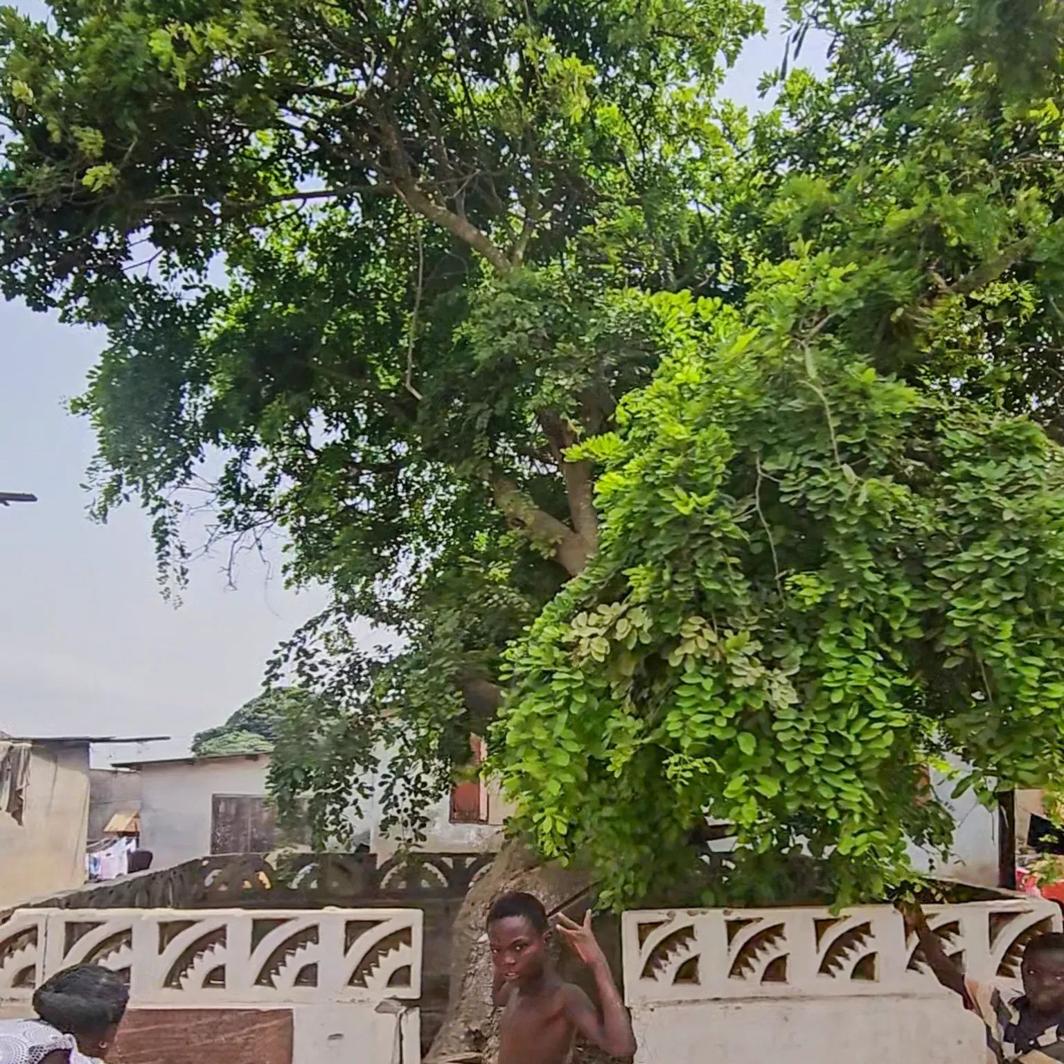 Centuries-old tree in Ghana stands as silent witness to history