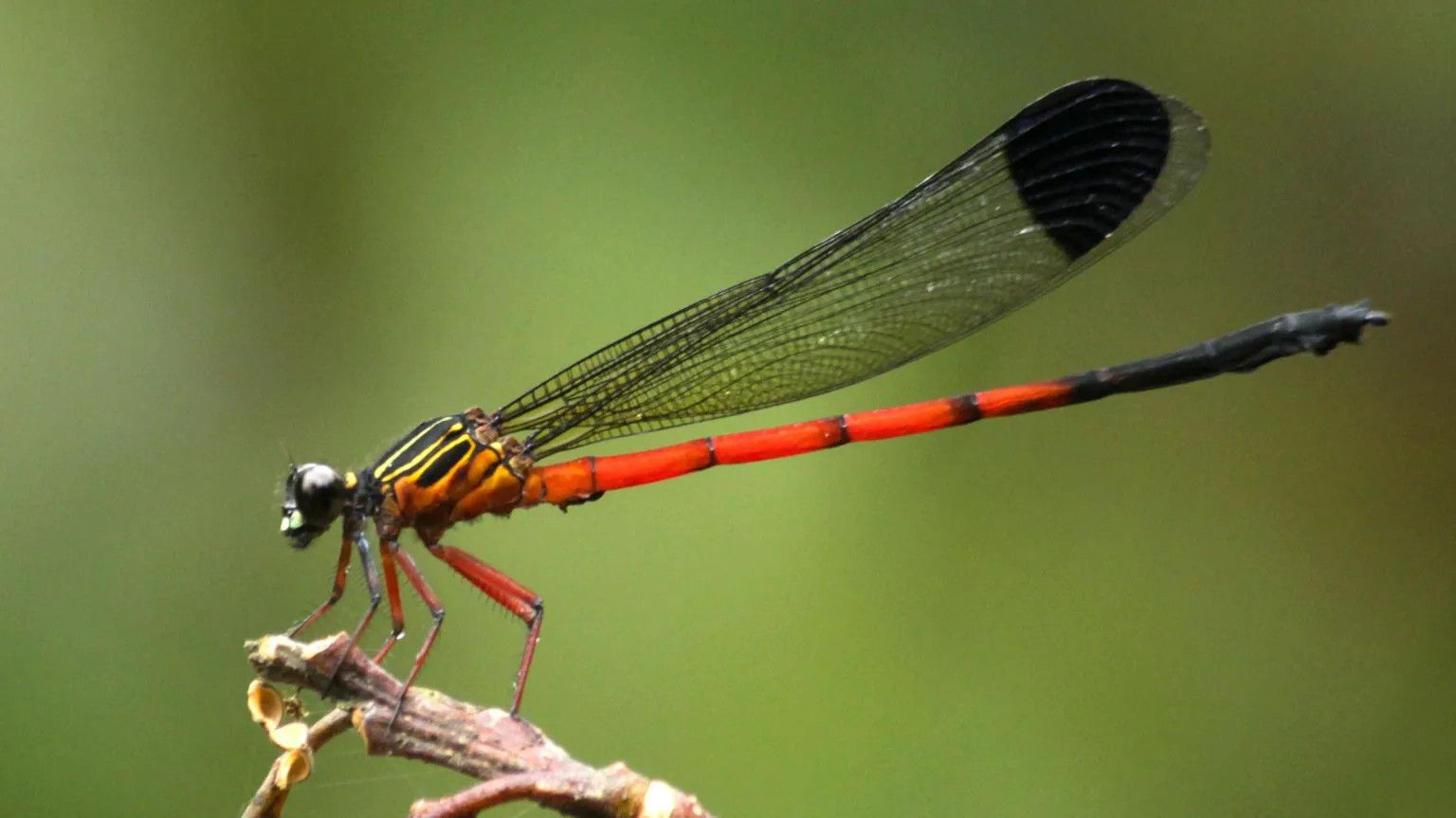 Western Ghats dragonfly study reveals sharp decline in species