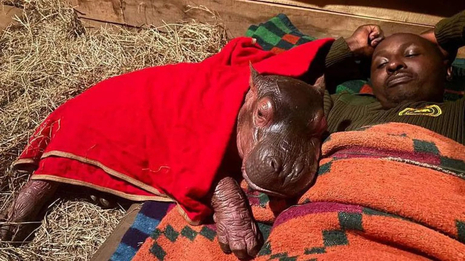 Orphaned baby hippo rescued in Kenya after clinging to dead mother