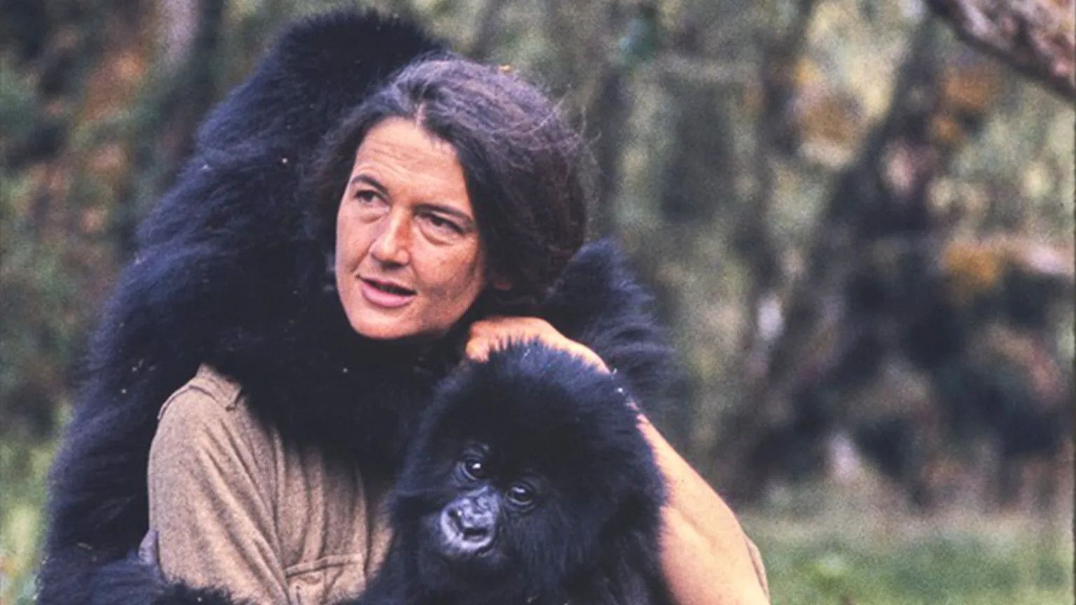 David Attenborough's gorilla encounter remains a defining TV moment at 100