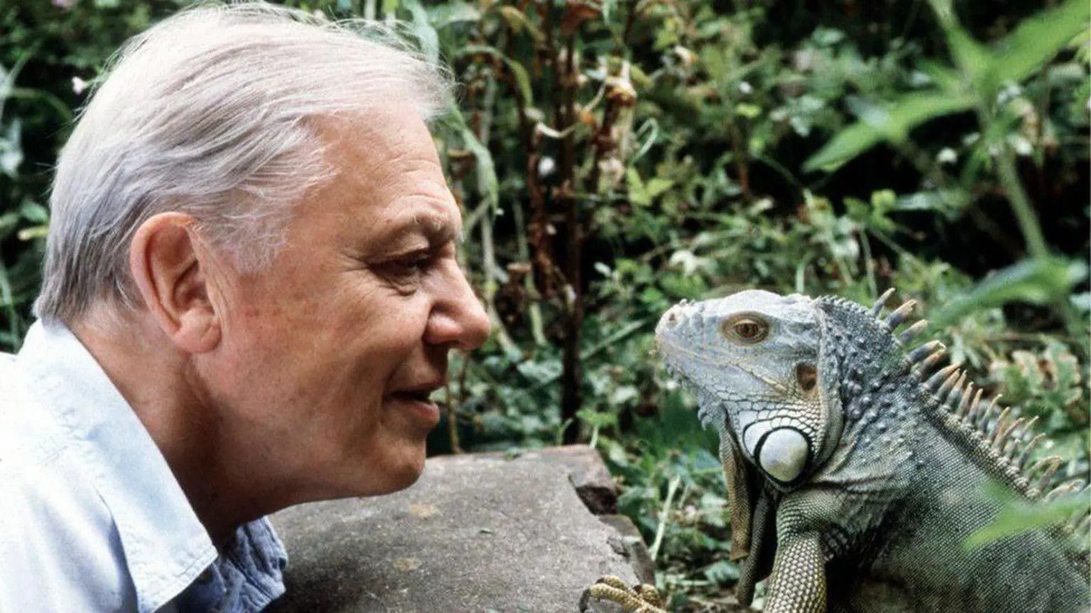 Sir David Attenborough overwhelmed by global birthday tributes ahead of 100th