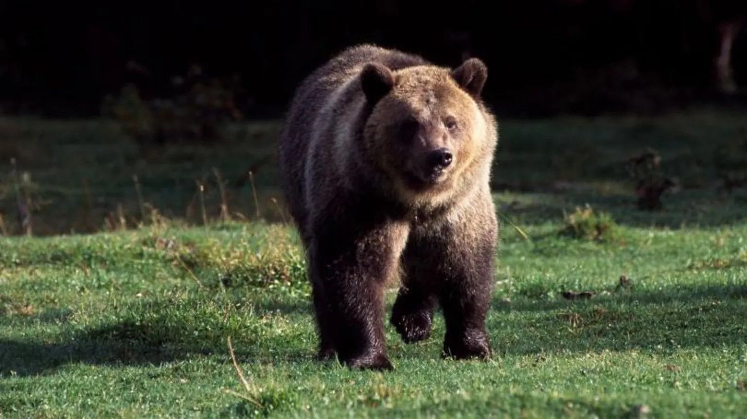 Hiker killed in suspected grizzly bear attack in Montana's Glacier National Park