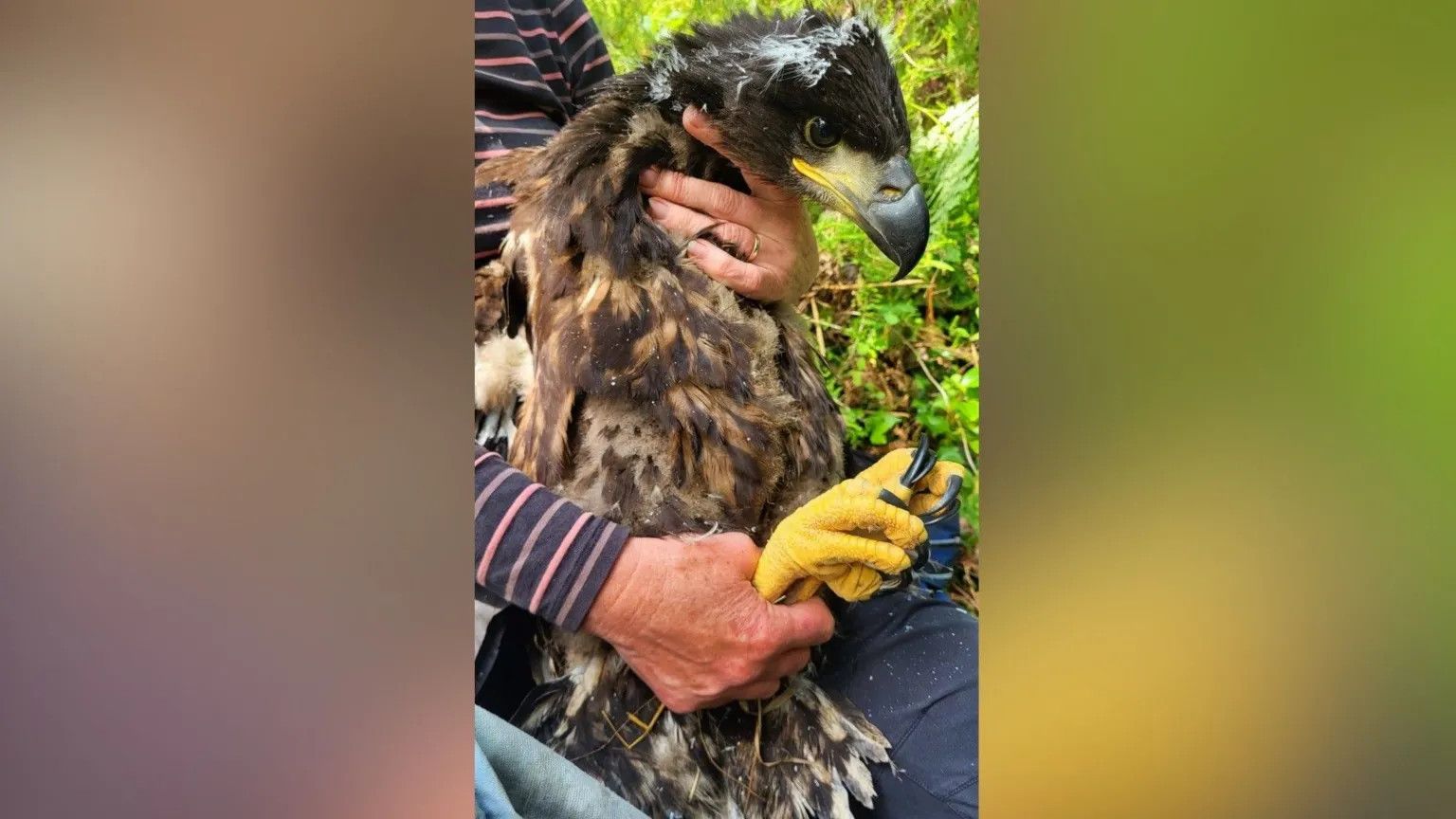 Young white-tailed eagle completes 26-county tour of Ireland in 48 days
