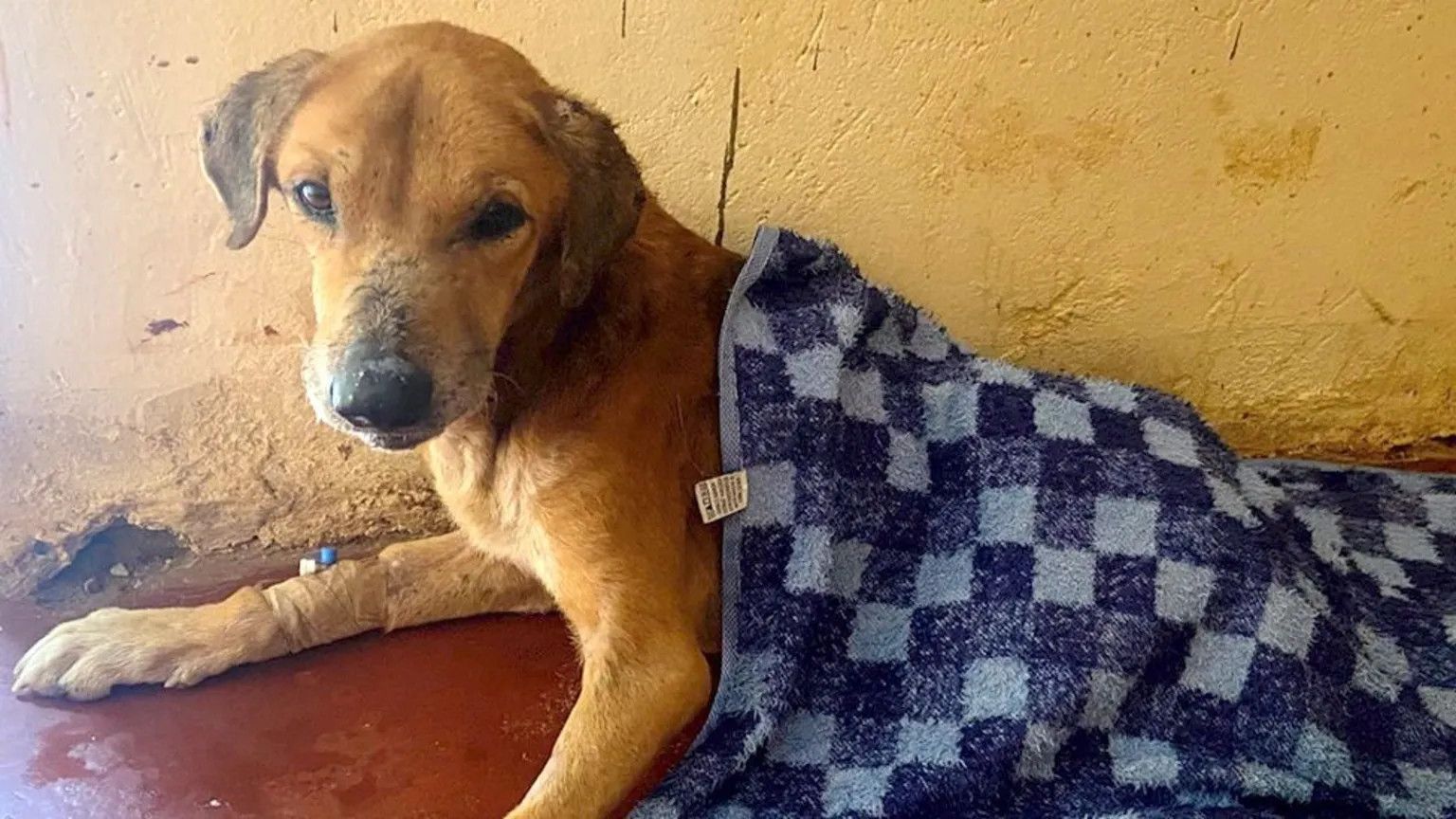 Uganda police rescue dogs from sham shelters linked to online scams