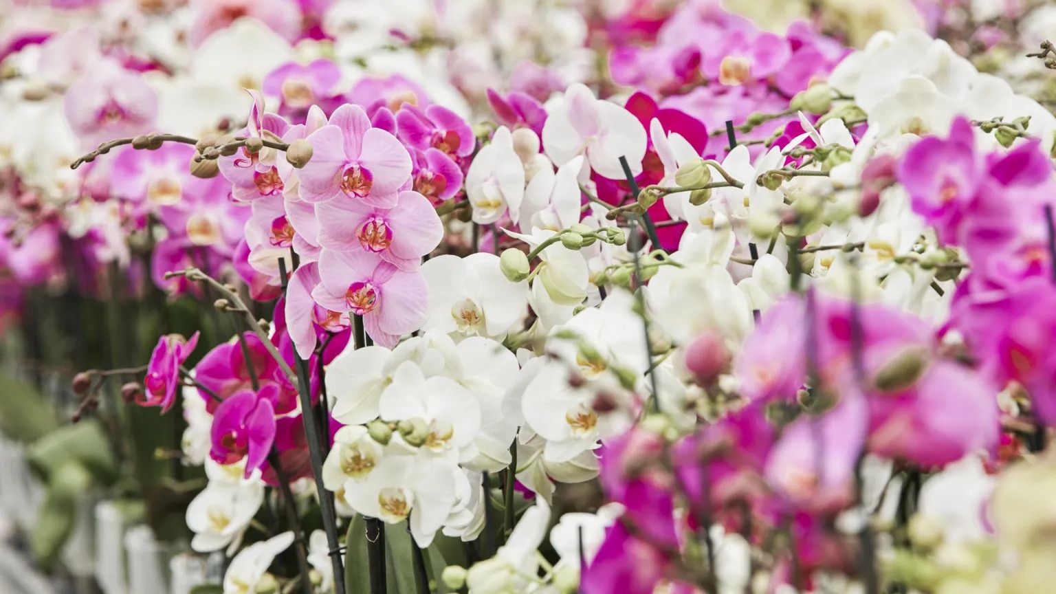 Orchid breeding revolution: How genetics are accelerating a century-old craft