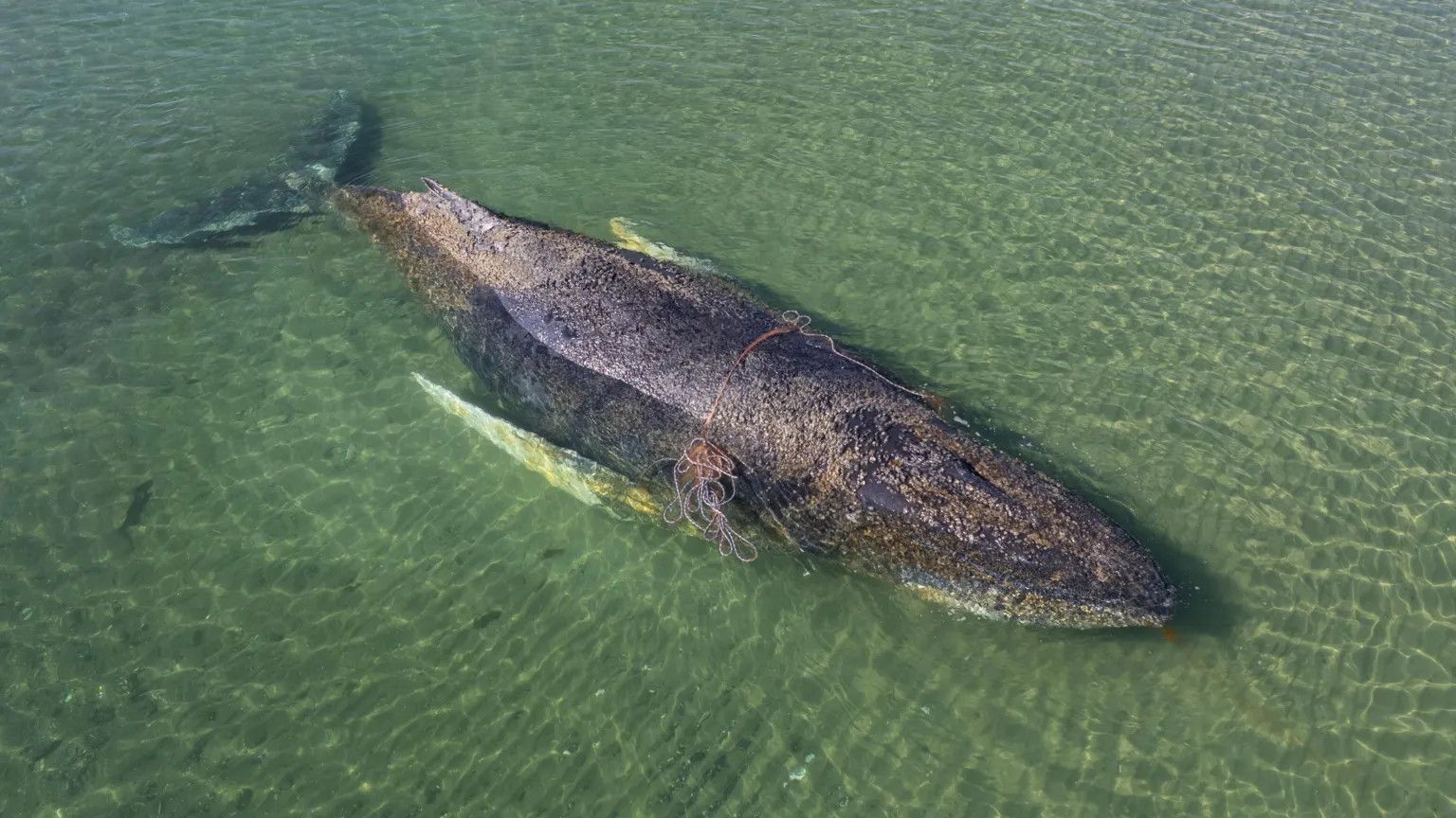 Rescued humpback whale found dead off Danish coast