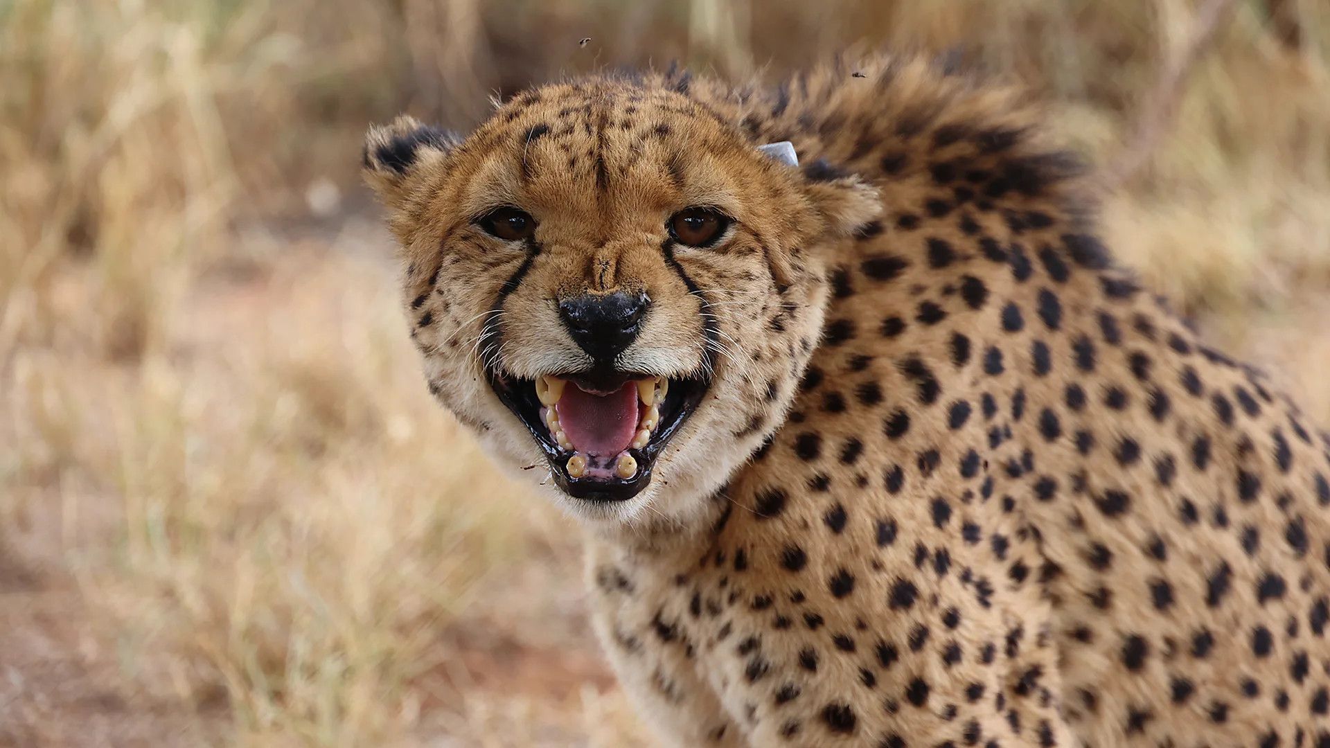 Icarus satellite revolutionizes wildlife conservation with real-time animal tracking