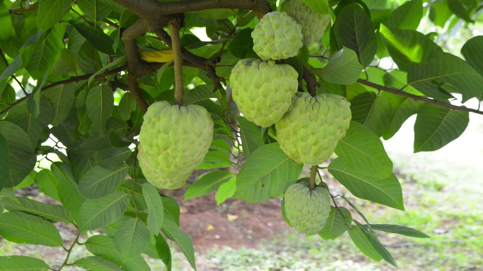 Indian farmers turn to custard apples as drought-resistant crop
