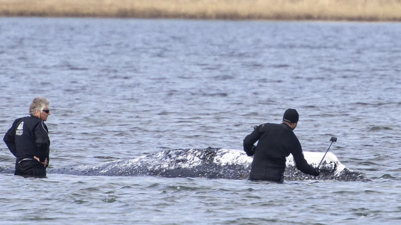 Stranded humpback whale carcass recovered on Danish island