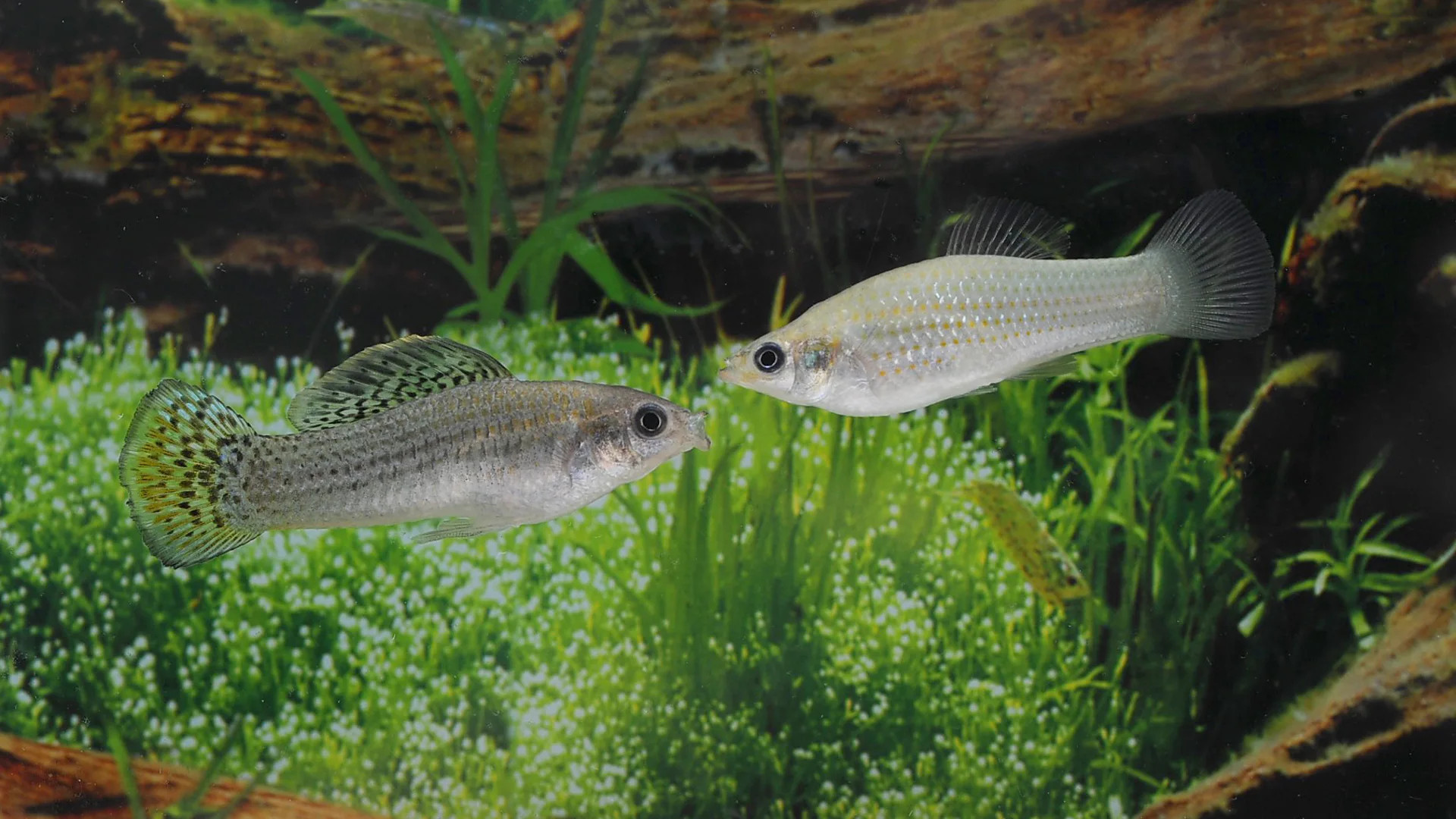 Amazon molly fish defies evolutionary odds with 100,000-year survival sans males