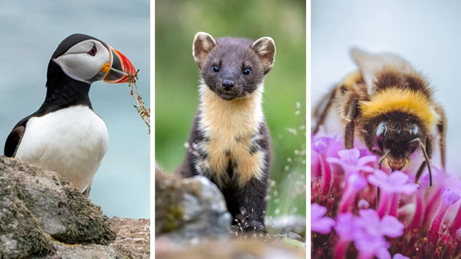 Public to vote on British wildlife for new Bank of England banknotes