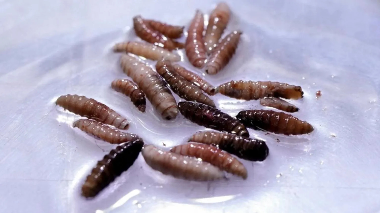Flesh-eating screwworm parasite detected in Texas after 60-year absence