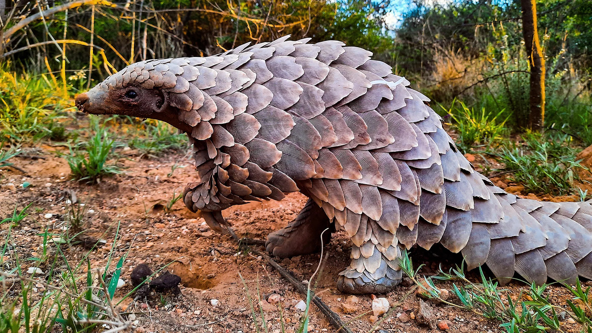 Rescued pangolin pup Stevie thrives after return to South African wild