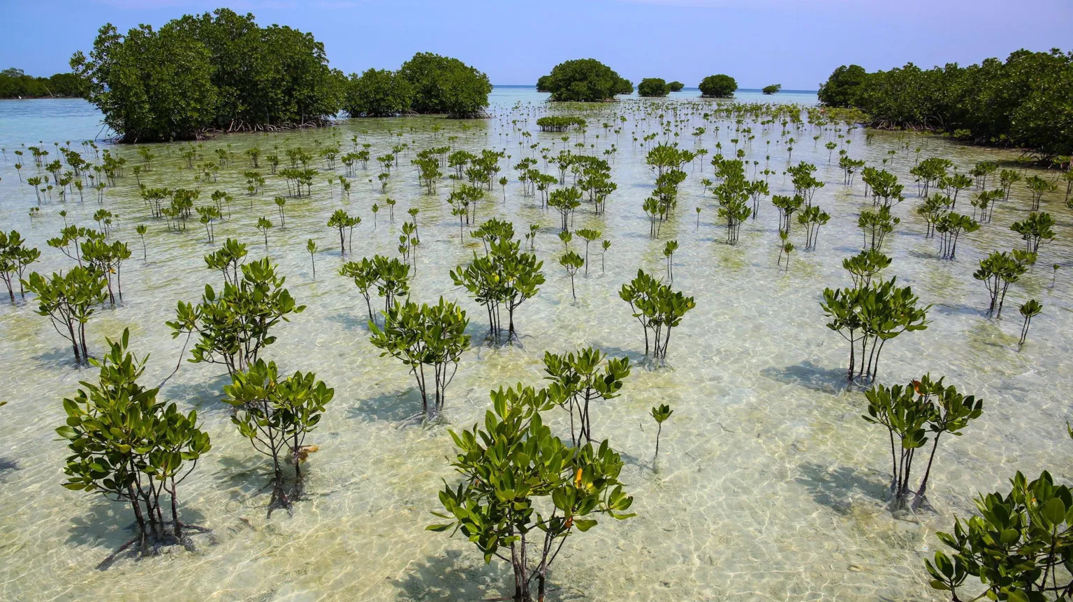 Global mangrove forests rebound after decades of decline