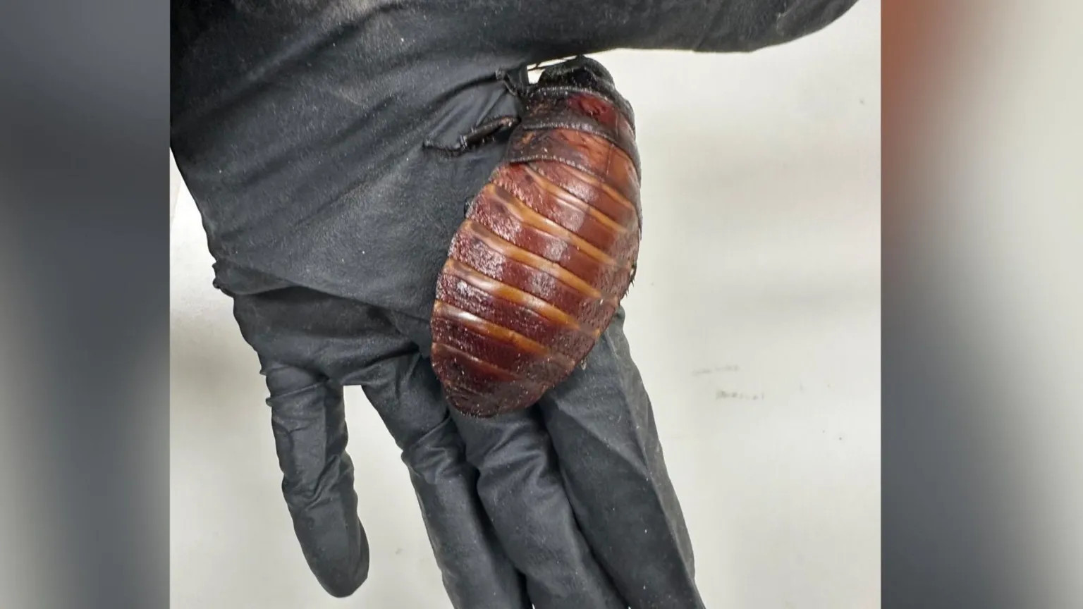 Australia seizes record 100,000 illegal exotic cockroaches in New South Wales