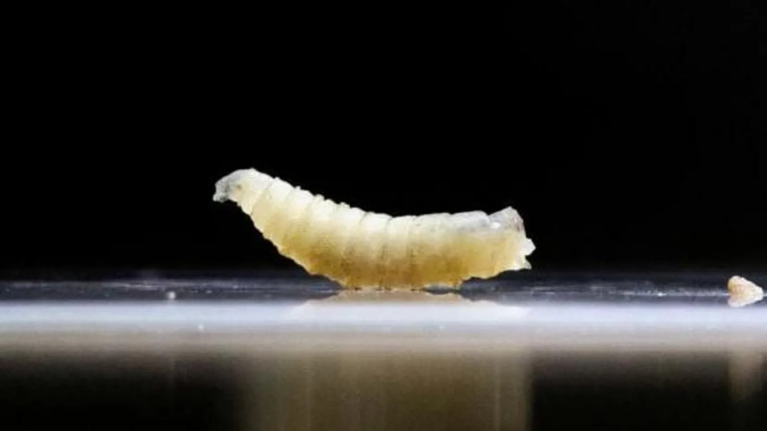 US deploys sterile flies to halt first screwworm case in 60 years