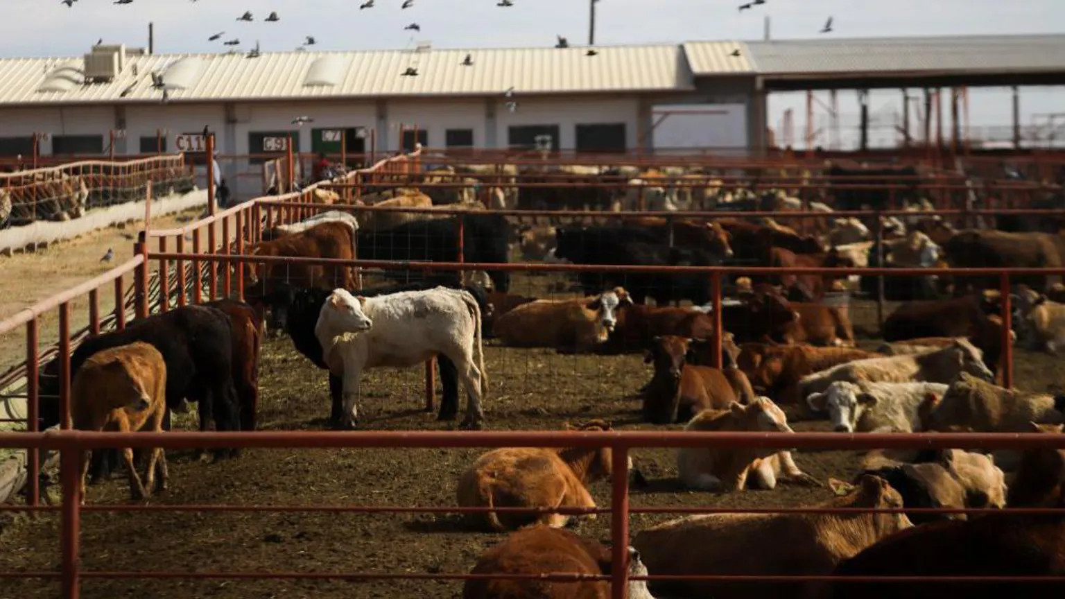 Canada blocks Texas livestock imports after screwworm outbreak detected