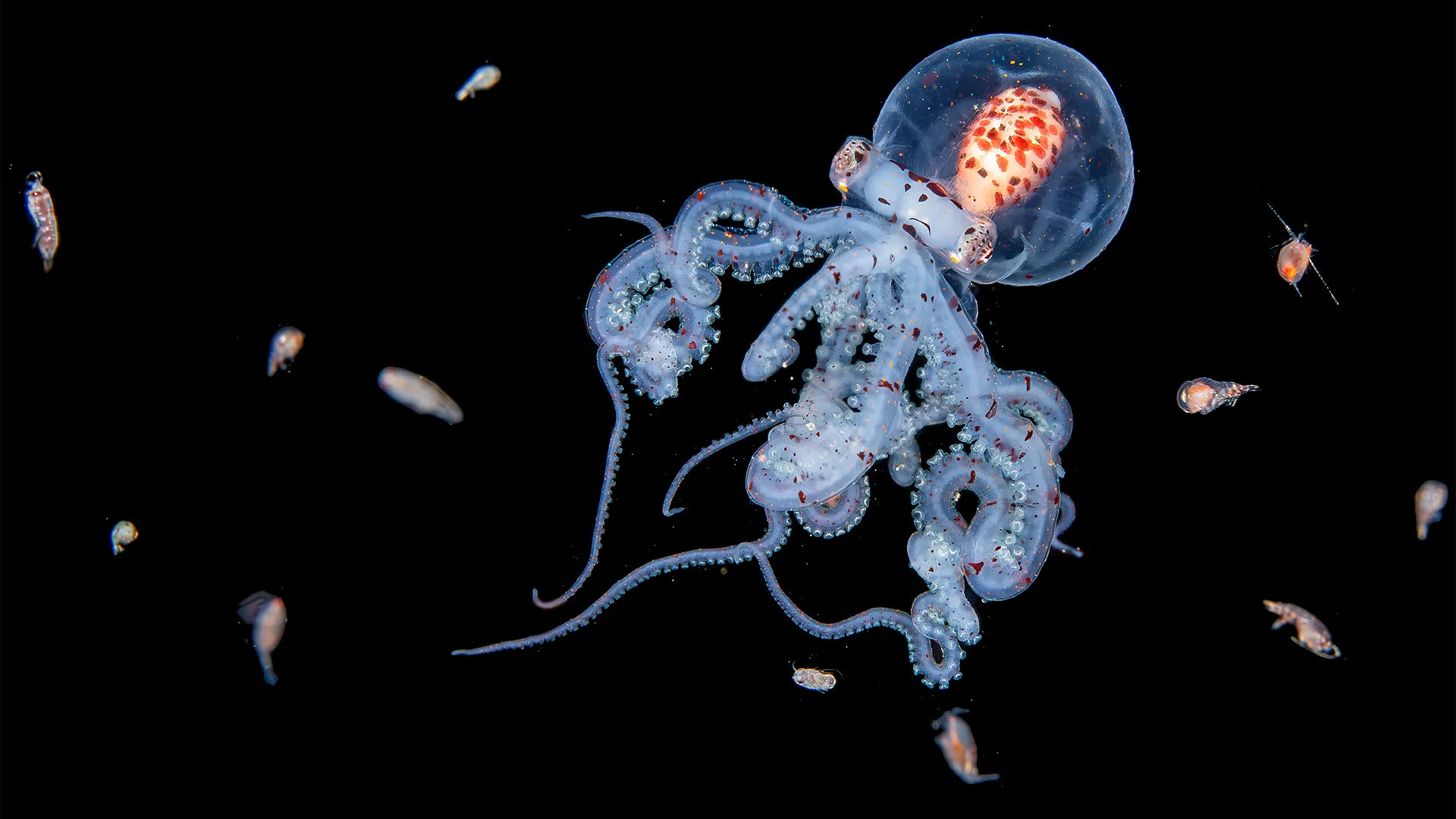 Blackwater Diving Reveals Hidden Wonders of the Ocean's Nightly Migration