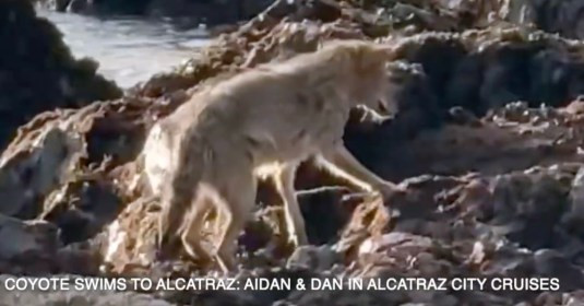 Coyote dubbed Floyd swims to Alcatraz, sparking wildlife debate