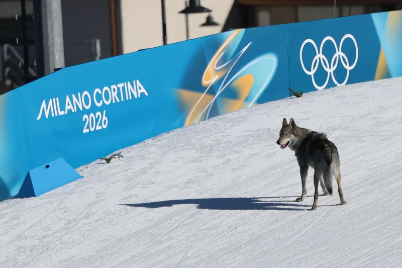 Unscripted Olympic Moments: From a Runaway Dog to Broken Medals