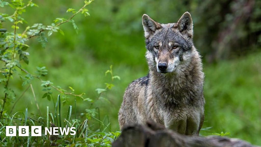 South Korea hunts escaped wolf with drones and thermal cameras